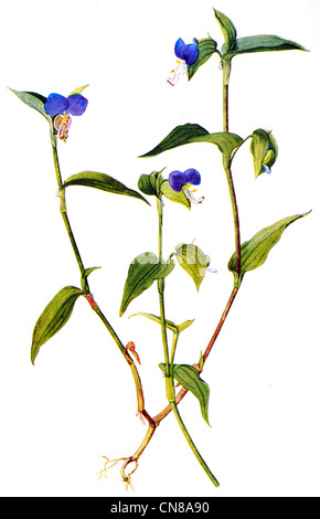 Zuerst veröffentlicht 1915 gemeinsame asiatische Dayflower Commelina Communis Stockfoto