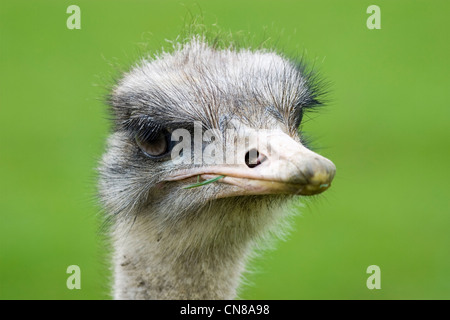 WWU - Dromaius novaehollandiae Stockfoto