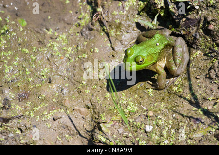 Amerikanischer Ochsenfrosch - Rana catesbeiana Stockfoto