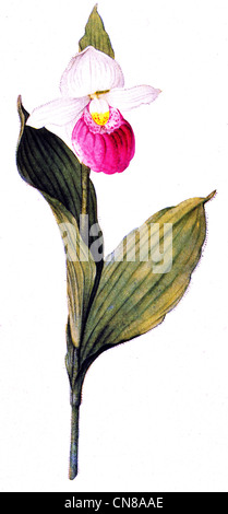 Erste veröffentlichte 191Showy Lady Slipper Cypripedium reginae Stockfoto