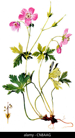 Zuerst veröffentlicht 1915 wilden Geranien oder des Krans Bill Geranium Maculatum Stockfoto