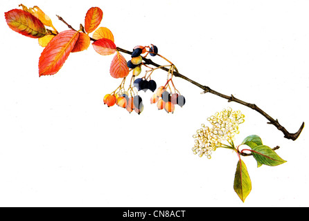 Zuerst veröffentlicht 1915 Black Haw oder Hirsch Bush Viburnum prunifolium Stockfoto