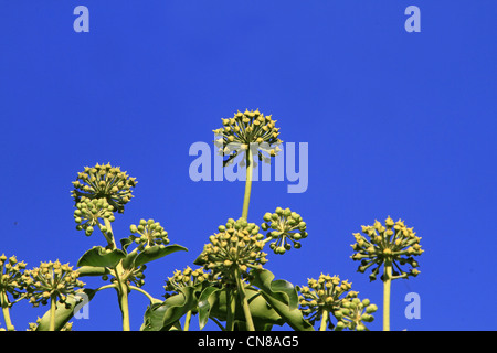 Frankreich, Bas-Rhin, gemeinsame Ivy, Englisch Efeu (Hedera Helix), Obst Stockfoto