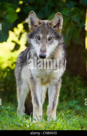 Junge graue Wolf, USA Stockfoto