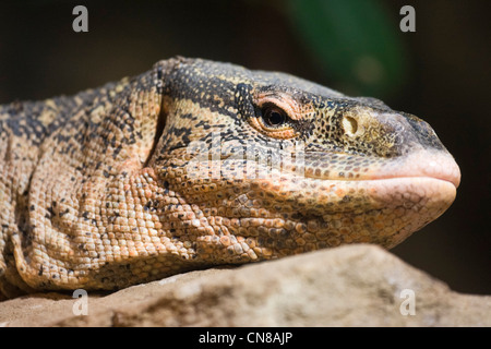 Nilwaran - Varanus niloticus Stockfoto