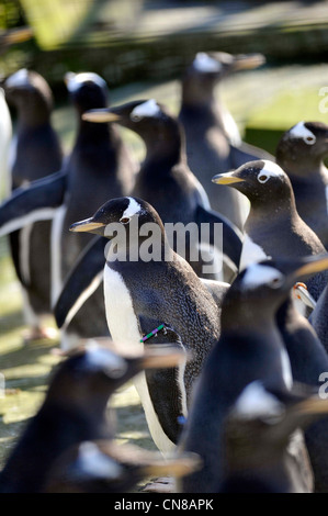 Gentoo Pinguine in ihrem Gehege im Zoo von Edinburgh, Edinburgh, Schottland. Stockfoto