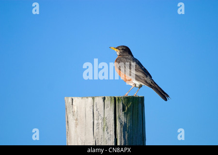 American Robin - Turdus migratorius Stockfoto