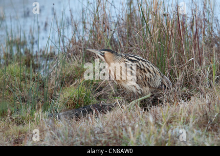 Rohrdommel, Botaurus Stellaris Wandern zwischen Schilf. Rye Harbour, Sussex, UK Stockfoto