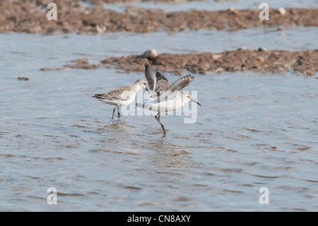 Sichelstrandläufer Fütterung entlang der Küstenlinie, Roggen Hafen Natur reserve, Sussex, UK Stockfoto