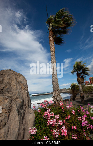 Los Gigantes schwarzen vulkanischen Sand Strand auf Teneriffa, Kanarische Inseln, Spanien. Stockfoto