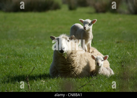 Welsh Frühling Lamm mit Mama 02 Stockfoto