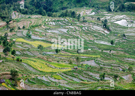 Landschaft des Yuan Yang Tizian Reisterrassen, Stockfoto