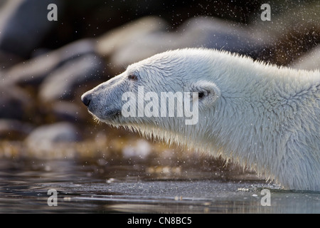 Norwegen, Svalbard, Spitzbergen Insel, close-up der Eisbär (Ursus Maritimus) stehen entlang Sallyhamna (Sally Bay) Stockfoto