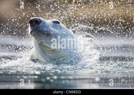 Norwegen, Svalbard, Spitzbergen Insel, close-up der Eisbär (Ursus Maritimus) schütteln seinen Pelzmantel beim Schwimmen Stockfoto
