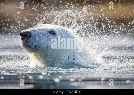 Norwegen, Svalbard, Spitzbergen Insel, close-up der Eisbär (Ursus Maritimus) schütteln seinen Pelzmantel beim Schwimmen Stockfoto