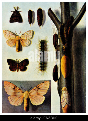 Gipsy Moth Porthetria Dispar Puppen Eiern Raupe Insekt Stockfoto