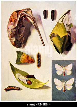 Brown Tail Motte Eiern Raupe Euproctis Chrysorrhoea Stockfoto