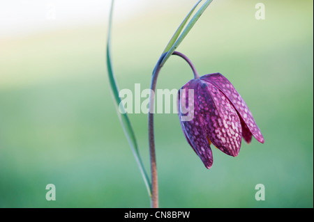 Fritillaria Meleagris. Schlangen Kopf Fritillary Wildblumen in der englischen Landschaft Stockfoto