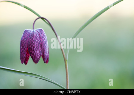 Fritillaria Meleagris. Schlangen Kopf Fritillary Wildblumen in der englischen Landschaft Stockfoto