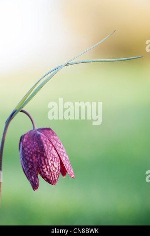 Fritillaria Meleagris. Schlangen Kopf Fritillary Wildblumen in der englischen Landschaft Stockfoto