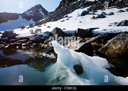Norwegen, Svalbard, Spitzbergen Insel, zwei Eisbären (Ursus Maritimus) ernähren sich von bärtigen Siegel in Fuglefjorden getötet. Stockfoto