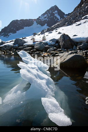 Norwegen, Svalbard, Spitzbergen Insel, zwei Eisbären (Ursus Maritimus) ernähren sich von bärtigen Siegel in Fuglefjorden getötet. Stockfoto