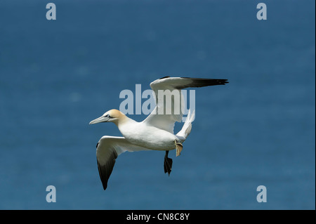 Tölpel, die kommen, um auf die Klippe landen Stockfoto