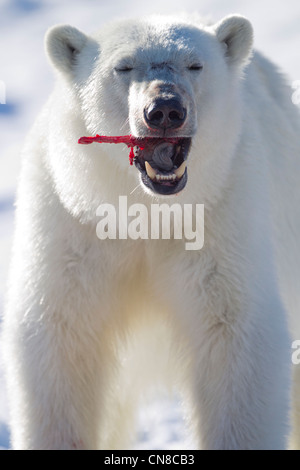 Norwegen, Svalbard, Spitzbergen Insel, close-up der Eisbär (Ursus Maritimus) Fütterung auf Resten der bärtige Dichtung Stockfoto