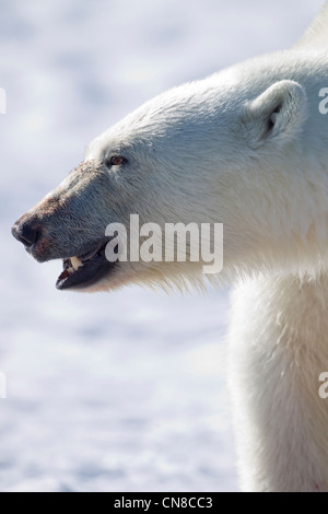 Norwegen, Svalbard, Spitzbergen Insel, close-up der Eisbär (Ursus Maritimus) auf Schneehang entlang Fuglefjorden Stockfoto