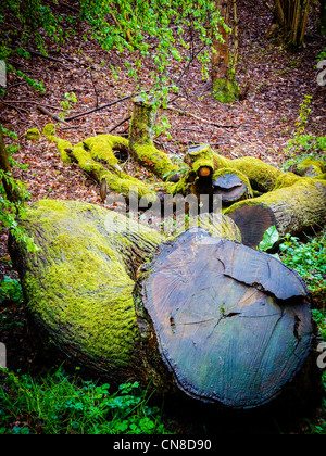 Gefällte Eiche meldet sich in den Wäldern namens The Dingle in Lumb Bach Tal, Appleton, Warrington, Cheshire, England Stockfoto