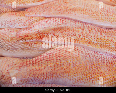 Filet vom Red Snapper Fisch Stockfoto
