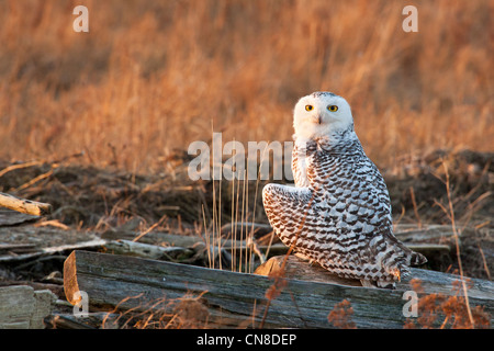 Juvenile Schneeeule thront auf Log-in Marsh bei Sonnenaufgang-Boundary Bay, British Columbia, Kanada. Stockfoto