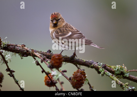 Geringerer Redpoll (Zuchtjahr Cabaret) Stockfoto