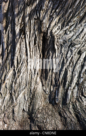 Grob strukturierte Rinde auf alten Pappel (Populus canescens); Riverside Park; Salida, Colorado, USA Stockfoto