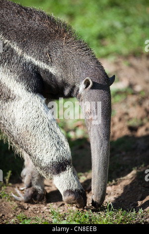 Großer Ameisenbär (Myrmecophaga Tridactyla) Stockfoto