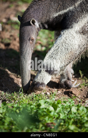 Großer Ameisenbär (Myrmecophaga Tridactyla) Stockfoto