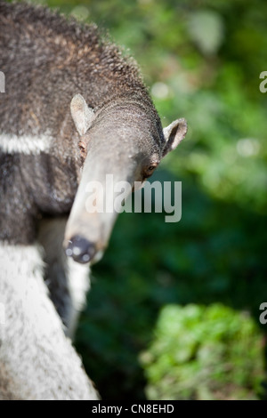 Großer Ameisenbär (Myrmecophaga Tridactyla) Stockfoto