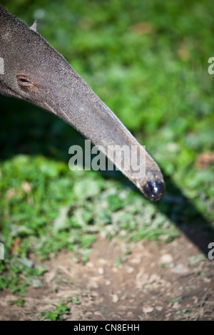 Großer Ameisenbär (Myrmecophaga Tridactyla) Stockfoto