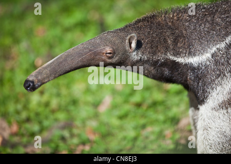 Großer Ameisenbär (Myrmecophaga Tridactyla) Stockfoto