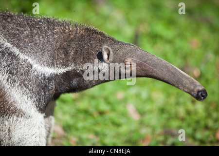Großer Ameisenbär (Myrmecophaga Tridactyla) Stockfoto
