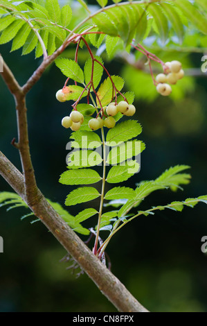 SORBUS AUCUPARIA JOSEPH ROCK Stockfoto