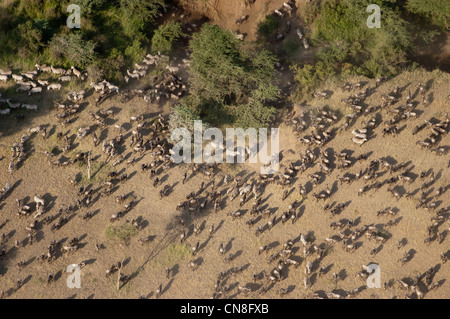 Wanderung der Gnus (Connochaetes Taurinus) am Simuyu-Fluss in der Serengeti, Luftaufnahme, Tansania Stockfoto