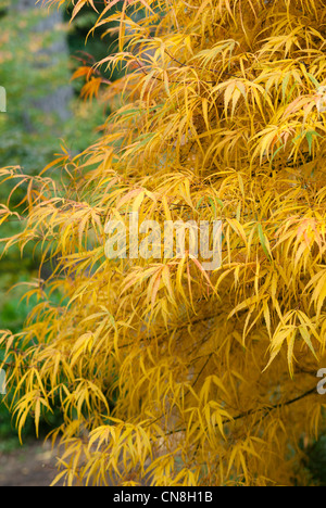 ACER PALMATUM KOTO KEINE ITO Stockfoto