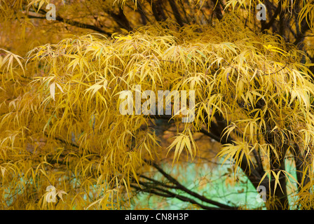 ACER PALMATUM KOTO KEINE ITO Stockfoto