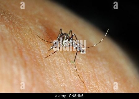 Asiatische Tigermücke Aedes albopictus Stockfoto