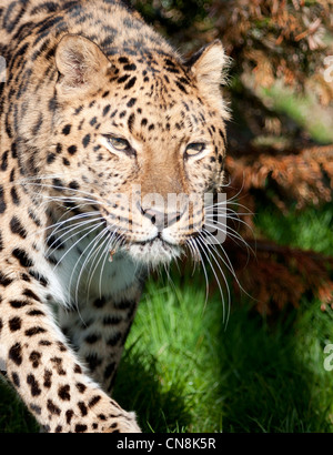 Männliche Amur Leoparden zu Fuß in Richtung Kamera Stockfoto