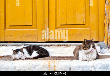 "Griechische Katzen" - zwei Katzen, die Verlegung auf der Tür eines traditionellen Hauses in Hydra-Insel, Griechenland Stockfoto