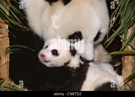 Mutter Panda mit Jungtier, Wolong, Sichuan, China Stockfoto