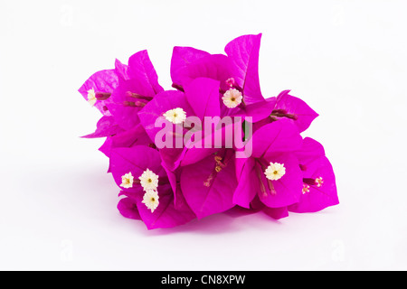 Rosa Bougainvillea Blumen auf weißem Hintergrund Stockfoto