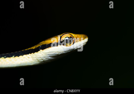 kleine Schlange in grüner Natur oder im Wald Stockfoto